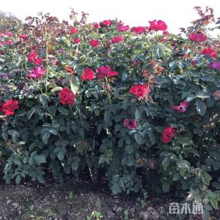 高度50厘米大花月季