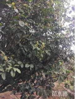 43公分桂花