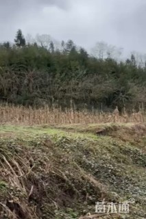 12公分柳杉