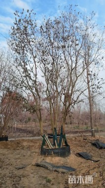 50公分(4杆)丛生乌桕