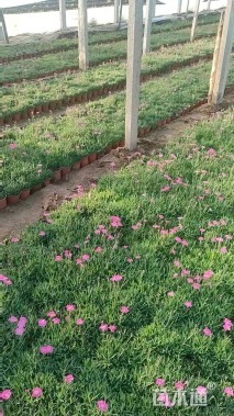 高度20厘米欧石竹