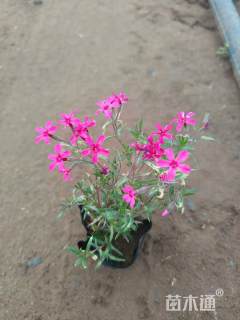 高度15厘米福禄考