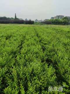 高度50厘米日本女贞