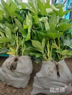 高度20厘米八角金盘