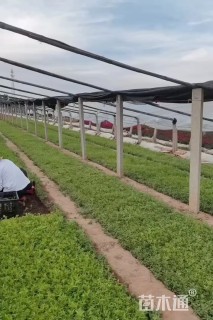 高度10厘米地被菊