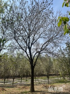 30公分老式白蜡