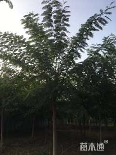 8公分合欢