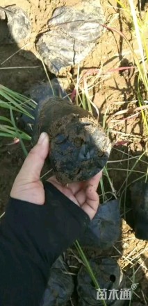高度20厘米日本血草