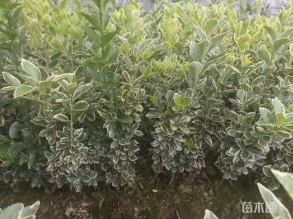 高度50厘米金边黄杨