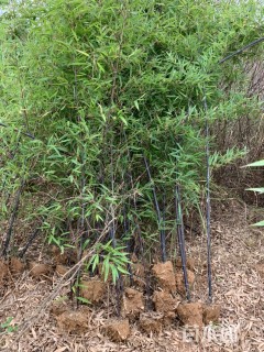 地栽苗紫竹