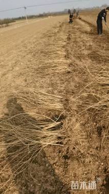 高度50厘米连翘