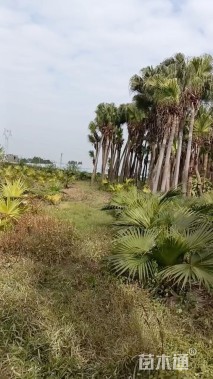 裸干高100厘米蒲葵