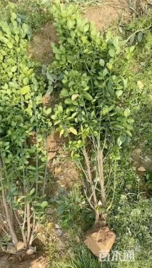 高度160厘米北海道黄杨柱