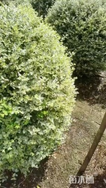 冠幅80厘米银姬小蜡球