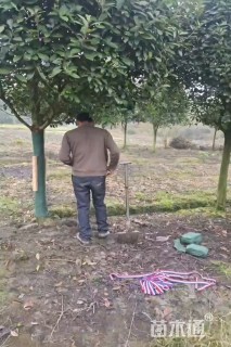 6公分红叶石楠