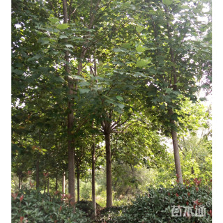 7公分鹅掌楸