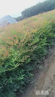 高度30厘米南天竹