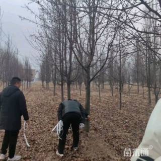 15公分彩叶豆梨