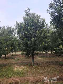 12公分八棱海棠