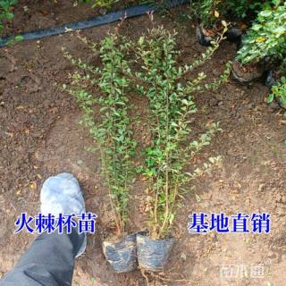 高度60厘米火棘
