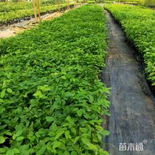 0.1公分紫花风铃木