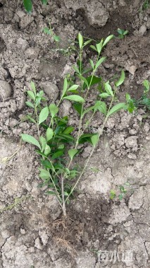 高度40厘米大叶栀子