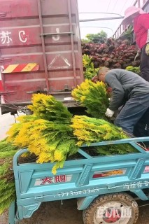 高度40厘米洒金柏