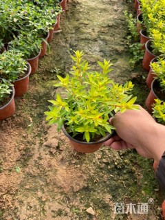 高度20厘米金叶满天星