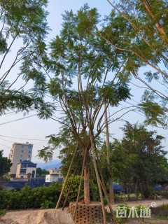 10公分蓝花楹