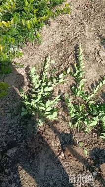 高度56厘米金森女贞