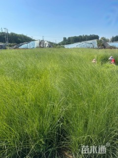 高度60厘米细叶芒