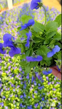 高度5厘米角堇