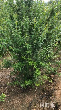 高度150厘米花石榴
