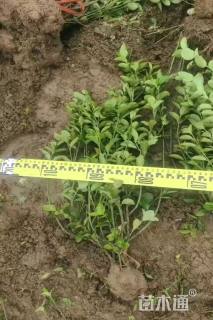 冠幅70厘米卫矛球