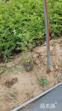 高度40厘米丰花月季