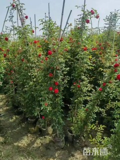 180厘米藤本月季