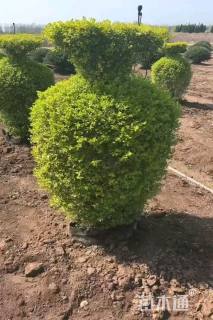 5公分造型亮晶女贞