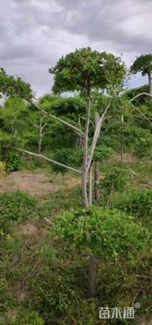 4公分造型金叶榆