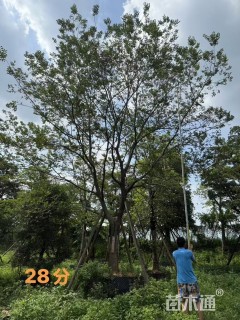 16公分朴树