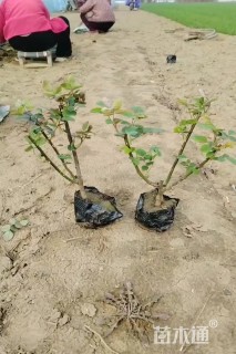 0.8公分红叶石楠