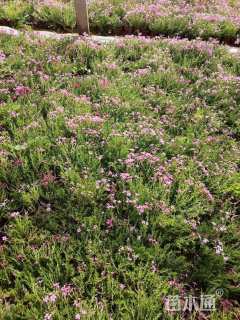 高度20厘米福禄考