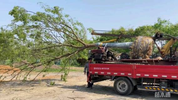 10公分造型朴树