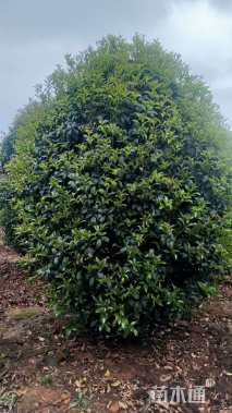 高度250厘米丛生桂花