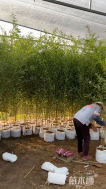 容器苗金镶玉竹