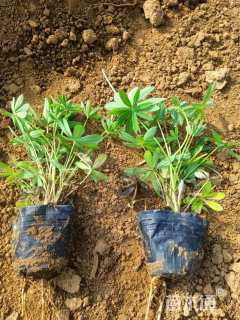 高度15厘米羽扇豆