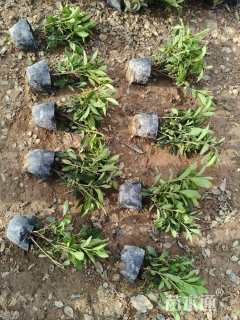 高度45厘米毛鹃