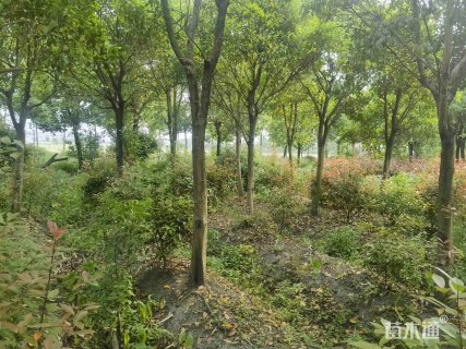 12公分高杆女贞