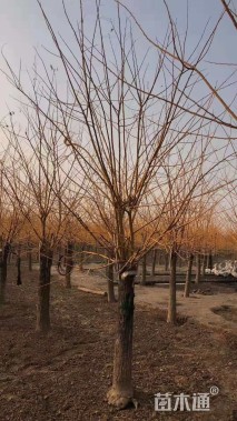 10公分矮接金枝槐