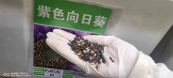 紫色向日葵种子向日葵种子