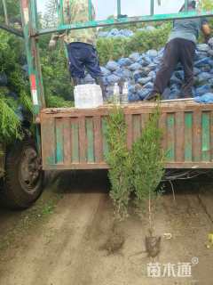 高度100厘米侧柏